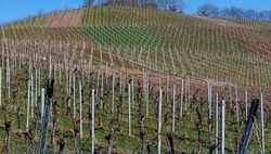 Директор Агентства виноградарства: Ставрополье подходит для питомниководства 